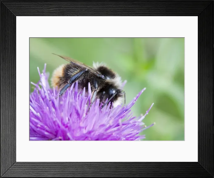 Framed Print : Bumblebee - feeding on Black Knapweed flower in a meadow. Wiltshire, England Framed Print : Bumblebee - feeding on Black Knapweed flower in a meadow. Wiltshire, England