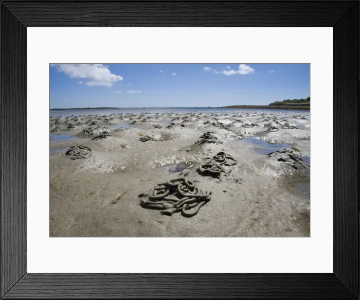 Framed Print : Lugworm - casts on a beach. Cornwall, UK Framed Print : Lugworm - casts on a beach. Cornwall, UK