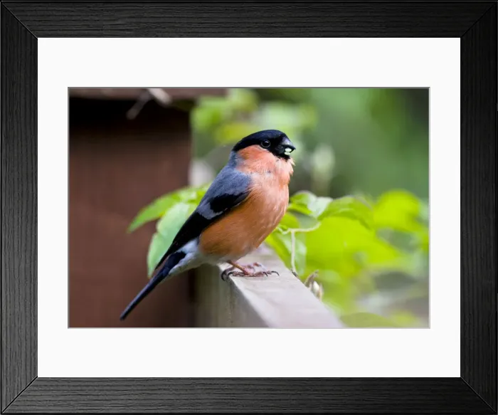 Framed Print : Bullfinch - adult male perching on fence - Wiltshire - England - UK Framed Print : Bullfinch - adult male perching on fence - Wiltshire - England - UK