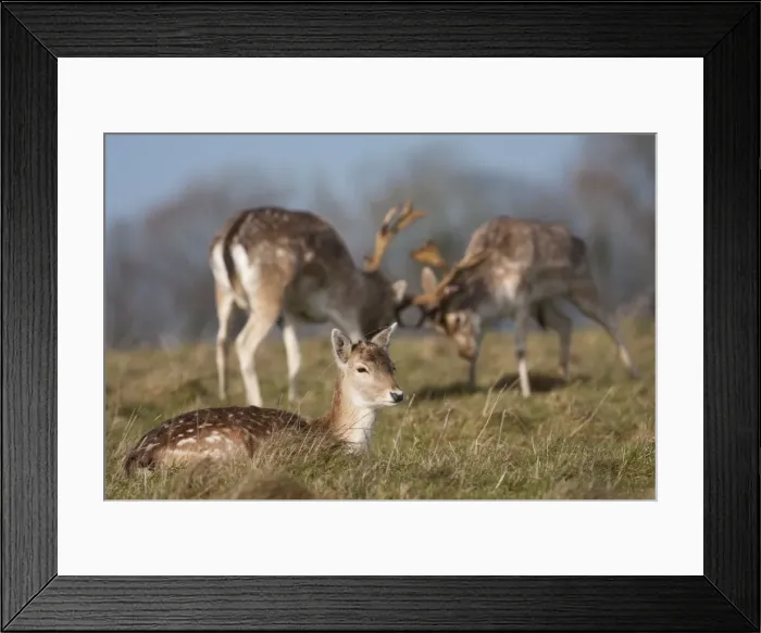 Framed Print : Fallow Deer - Doe in the foreground with rutting bucks head-to-head in the background. England, UK Framed Print : Fallow Deer - Doe in the foreground with rutting bucks head-to-head in the background. England, UK