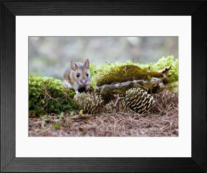 Framed Print : Wood Mouse - Single juvenile on moss covered rock, Wiltshire, England, UK Framed Print : Wood Mouse - Single juvenile on moss covered rock, Wiltshire, England, UK