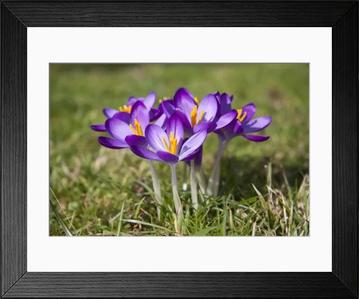 Framed Print : Crocus - clump of flowers Framed Print : Crocus - clump of flowers