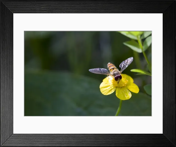 Framed Print : Hoverfly - feeding on flower nectar of Lesser Spearwort. England, UK Framed Print : Hoverfly - feeding on flower nectar of Lesser Spearwort. England, UK