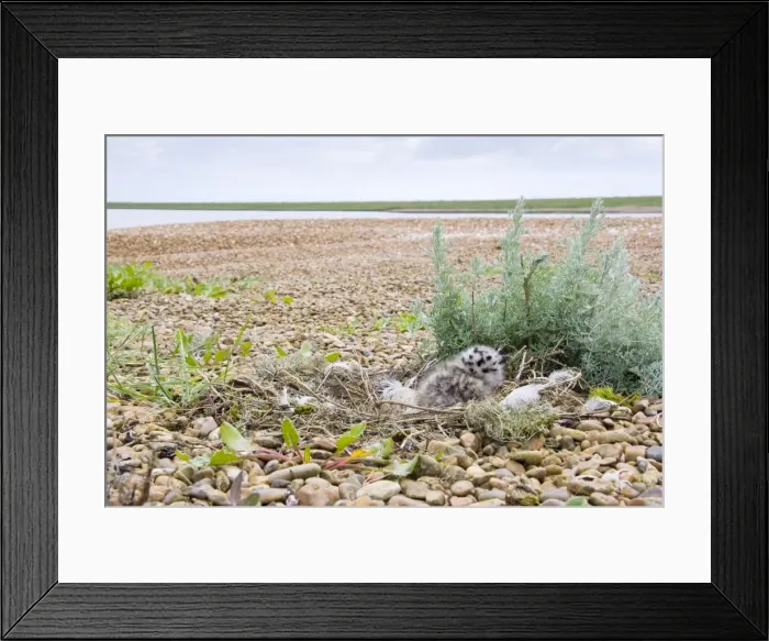 Framed Print : Herring Gull - Egg and chick in nest on shingle, Suffolk, England, UK Framed Print : Herring Gull - Egg and chick in nest on shingle, Suffolk, England, UK