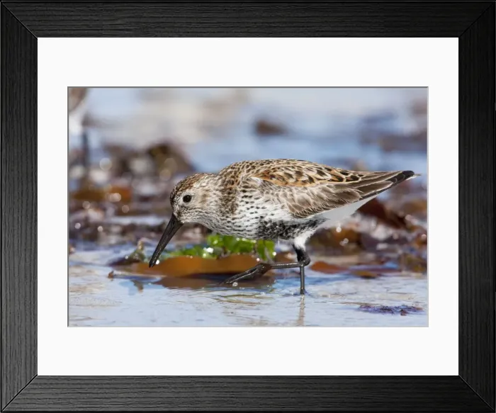 Framed Print : Dunlin - adult feeding on foreshore. North Uist, Outer Hebrides, Scotland, UK Framed Print : Dunlin - adult feeding on foreshore. North Uist, Outer Hebrides, Scotland, UK