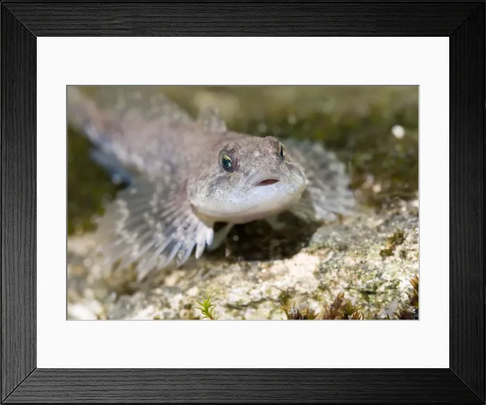 Framed Print : Miller's Thumb / Bullhead - single fish lying on stones Framed Print : Miller's Thumb / Bullhead - single fish lying on stones