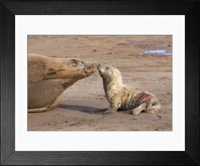 Framed Print : Grey Seal - cow on a sandy beach nose-to-nose with new born calf. England, UK Framed Print : Grey Seal - cow on a sandy beach nose-to-nose with new born calf. England, UK