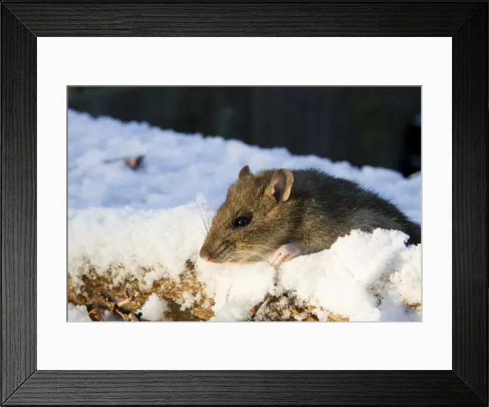 Framed Print : Brown Rat - Adult brown rat in the snow. England, UK Framed Print : Brown Rat - Adult brown rat in the snow. England, UK