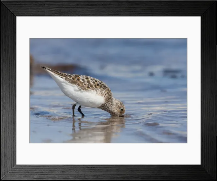Framed Print : Sanderling - adult standing in shallow water on the edge of a sandy beach probing the sand for food. North Uist, Outer Hebrides, Scotland, UK Framed Print : Sanderling - adult standing in shallow water on the edge of a sandy beach probing the sand for food. North Uist, Outer Hebrides, Scotland, UK