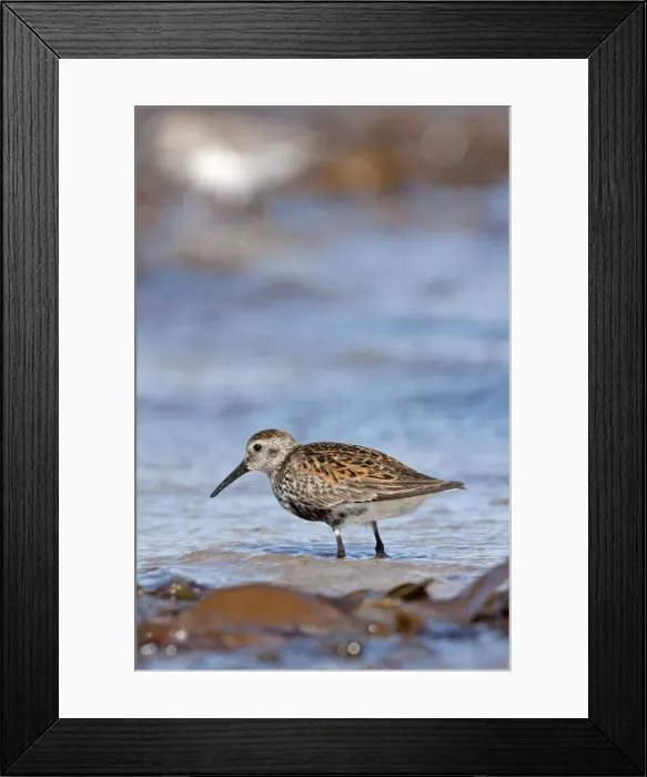 Framed Print : Dunlin - Single adult standing in shallow water on the coast. North Uist, Outer Hebrides, Scotland, UK Framed Print : Dunlin - Single adult standing in shallow water on the coast. North Uist, Outer Hebrides, Scotland, UK