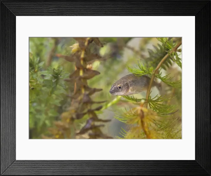Framed Print : Nine-spined Stickleback - an adult female photographed underwater amongst hornwort and Elodea. England, UK Framed Print : Nine-spined Stickleback - an adult female photographed underwater amongst hornwort and Elodea. England, UK