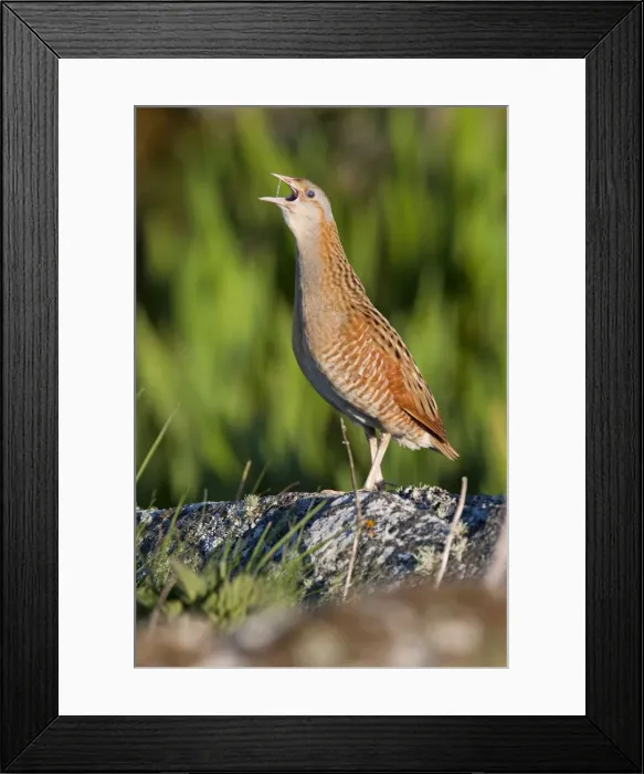 Framed Print : Corncrake - adult male calling in the early morning, North Uist, Outer Hebrides, Scotland, UK Framed Print : Corncrake - adult male calling in the early morning, North Uist, Outer Hebrides, Scotland, UK