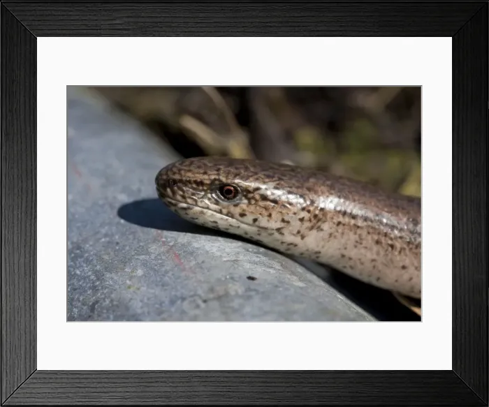 Framed Print : Slow Worm - single adult basking. England, UK Framed Print : Slow Worm - single adult basking. England, UK