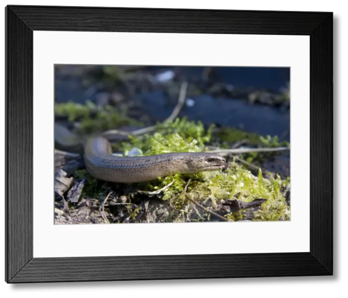 Framed Print : Slow Worm - single adult basking with tongue flicking out. England, UK Framed Print : Slow Worm - single adult basking with tongue flicking out. England, UK