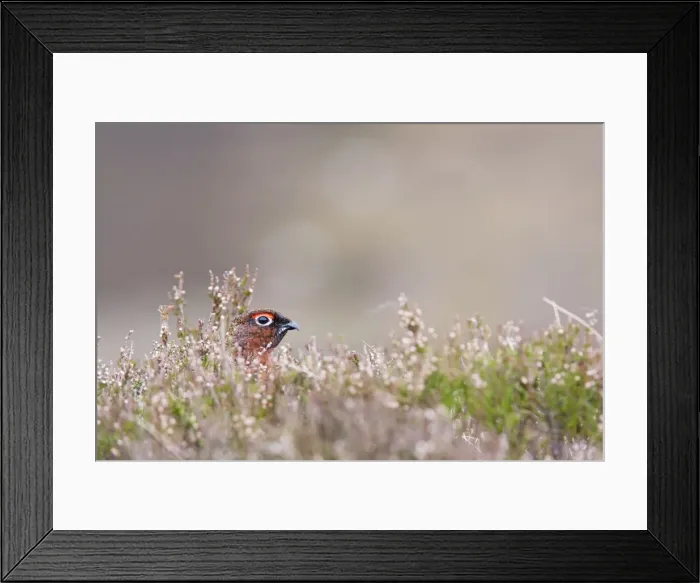 Framed Print : Red grouse - adult male looking out from cover in heather, Cairngorms, Scotland, UK Framed Print : Red grouse - adult male looking out from cover in heather, Cairngorms, Scotland, UK
