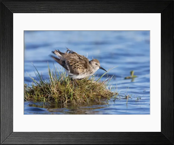 Framed Print : Dunlin - Single adult shaking feathers, North Uist, Outer Hebrides, Scotland, UK Framed Print : Dunlin - Single adult shaking feathers, North Uist, Outer Hebrides, Scotland, UK
