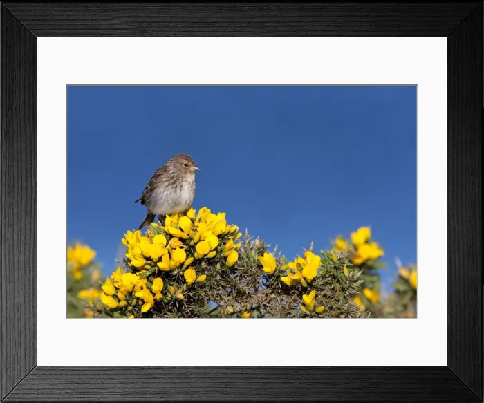 Framed Print : Twite - Single adult perching on gorse, North Uist, Outer Hebrides, Scotland, UK Framed Print : Twite - Single adult perching on gorse, North Uist, Outer Hebrides, Scotland, UK