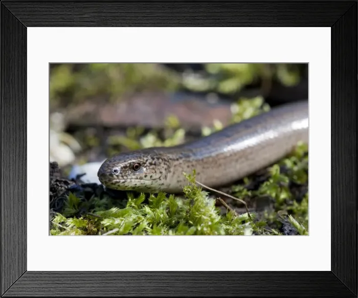 Framed Print : Slow Worm - single adult basking. England, UK