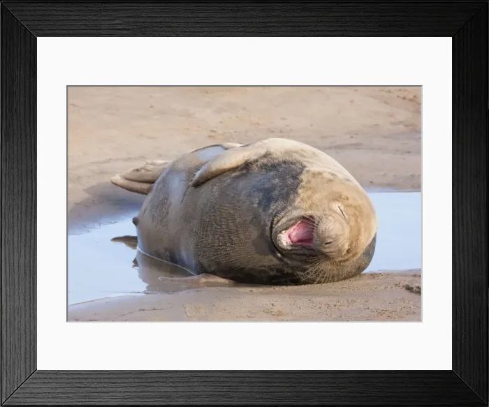 Framed Print : Grey Seal - adult cow lying on a sandy beach yawning. England, UK