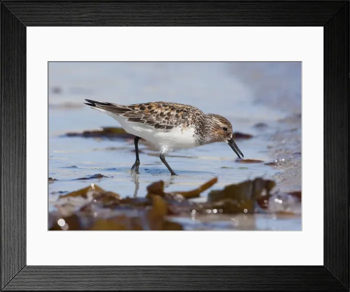 Framed Print : Sanderling - Single adult feeding on the tideline. North Uist, Outer Hebrides, Scotland, UK Framed Print : Sanderling - Single adult feeding on the tideline. North Uist, Outer Hebrides, Scotland, UK