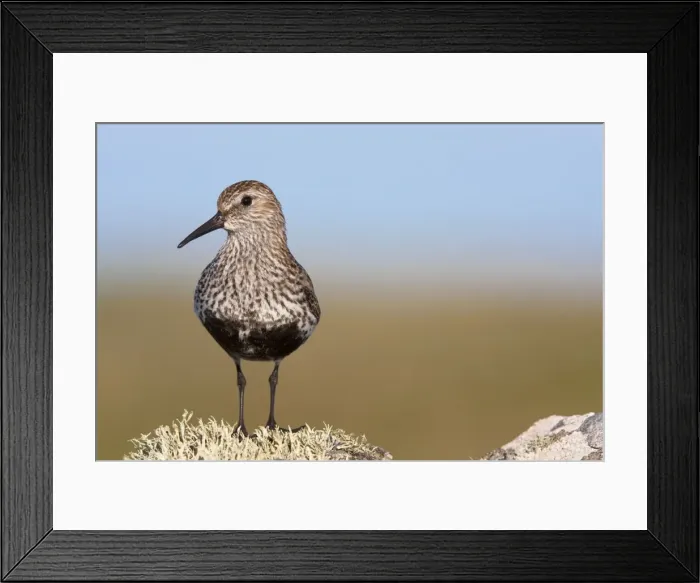 Framed Print : Dunlin - Single adult standing on lichen covered rock, North Uist, Outer Hebrides, Scotland, UK Framed Print : Dunlin - Single adult standing on lichen covered rock, North Uist, Outer Hebrides, Scotland, UK