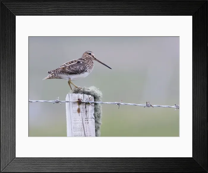 Framed Print : Common Snipe - Single adult perching on fence post, North Uist, Outer Hebrides, Scotland, UK Framed Print : Common Snipe - Single adult perching on fence post, North Uist, Outer Hebrides, Scotland, UK