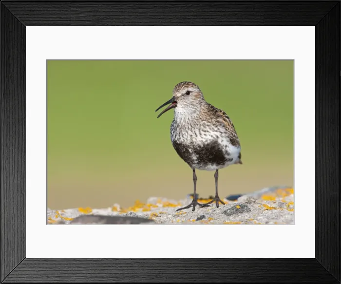 Framed Print : Dunlin - Single adult singing from lichen covered rock, North Uist, Outer Hebrides, Scotland, UK Framed Print : Dunlin - Single adult singing from lichen covered rock, North Uist, Outer Hebrides, Scotland, UK