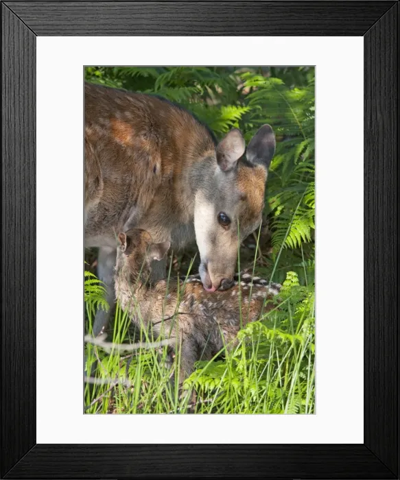 Framed Print : Sika Deer - hind cleaning new born calf. Dorset, UK