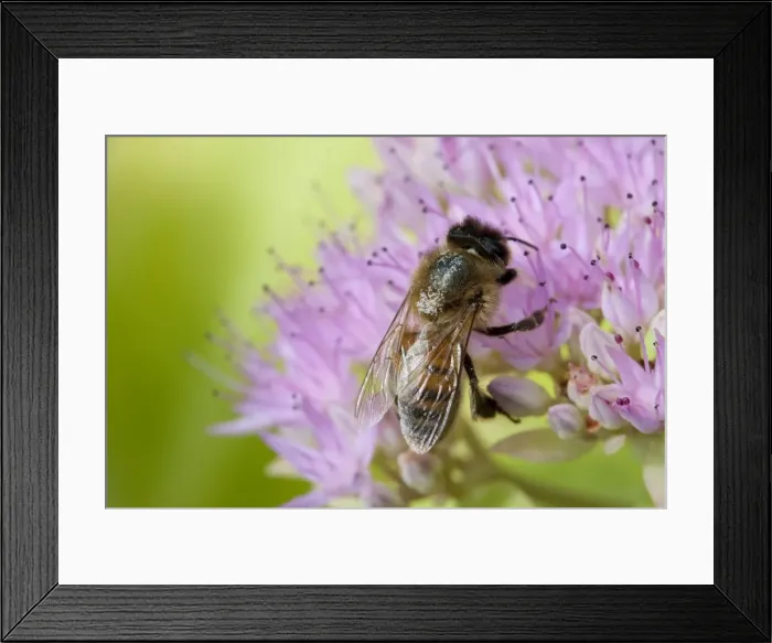 Framed Print : Honey Bee - Single bee feeding on nectar of Sedum spectabile. England, UK Framed Print : Honey Bee - Single bee feeding on nectar of Sedum spectabile. England, UK
