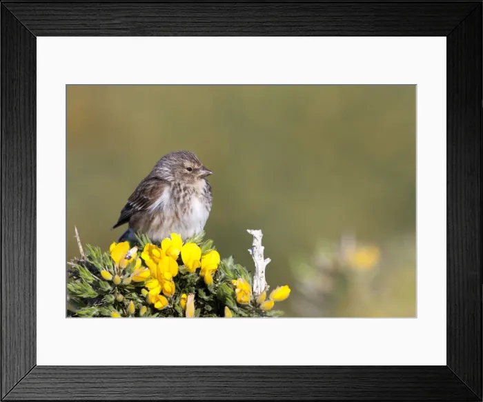 Framed Print : Twite - adult perching on gorse, North Uist, Outer Hebrides, Scotland, UK Framed Print : Twite - adult perching on gorse, North Uist, Outer Hebrides, Scotland, UK