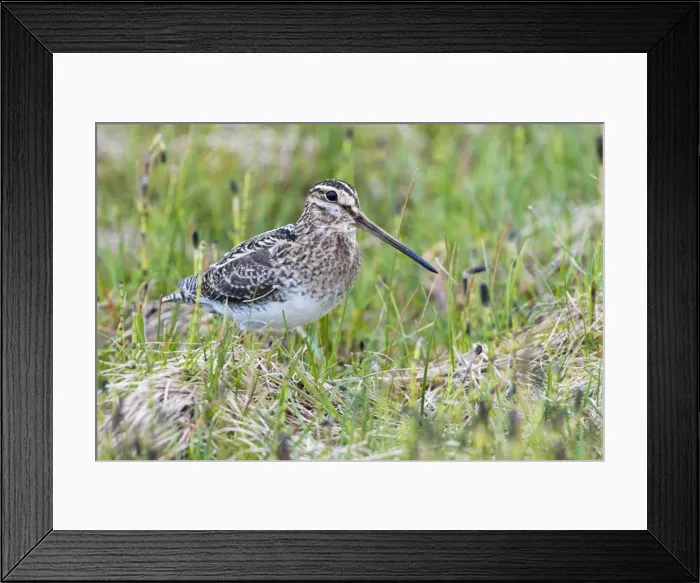 Framed Print : Common Snipe - Single adult on ground in vegetation, North Uist, Outer Hebrides, Scotland, UK Framed Print : Common Snipe - Single adult on ground in vegetation, North Uist, Outer Hebrides, Scotland, UK