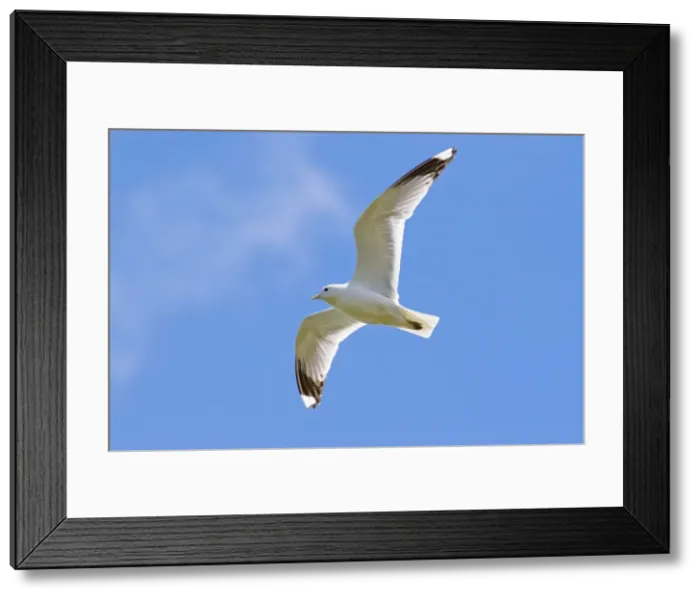 Framed Print : Common Gull - adult in flight against blue sky, Suffolk, England, UK Framed Print : Common Gull - adult in flight against blue sky, Suffolk, England, UK