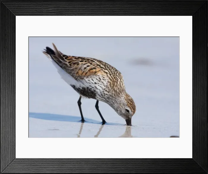 Framed Print : Dunlin - Single adult probing the sand for food. North Uist, Outer Hebrides, Scotland, UK Framed Print : Dunlin - Single adult probing the sand for food. North Uist, Outer Hebrides, Scotland, UK