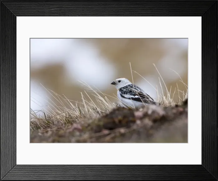 Framed Print : Snow Bunting - adult male feeding on mountain slopes with snow in background, Cairngorms, Scotland, UK Framed Print : Snow Bunting - adult male feeding on mountain slopes with snow in background, Cairngorms, Scotland, UK