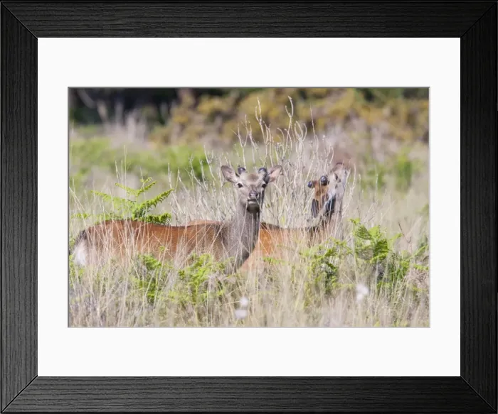 Framed Print : Sika Deer - two stags with cast antlers. Dorset, UK Framed Print : Sika Deer - two stags with cast antlers. Dorset, UK