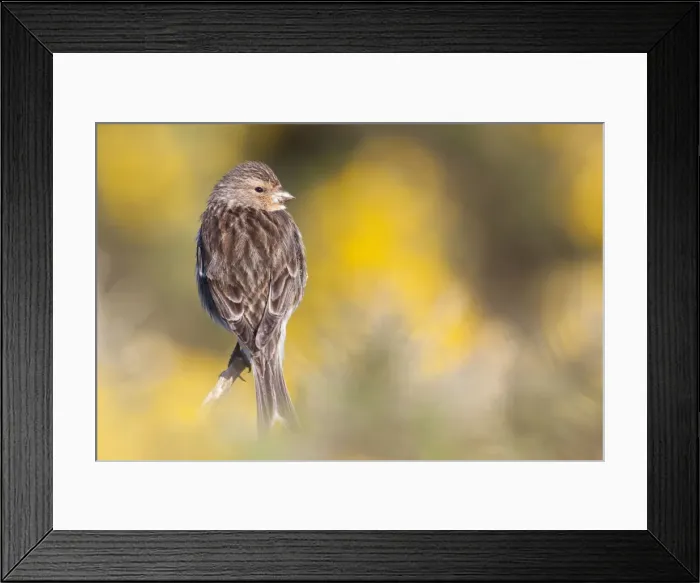 Framed Print : Twite - Single adult perching on gorse, North Uist, Outer Hebrides, Scotland, UK Framed Print : Twite - Single adult perching on gorse, North Uist, Outer Hebrides, Scotland, UK