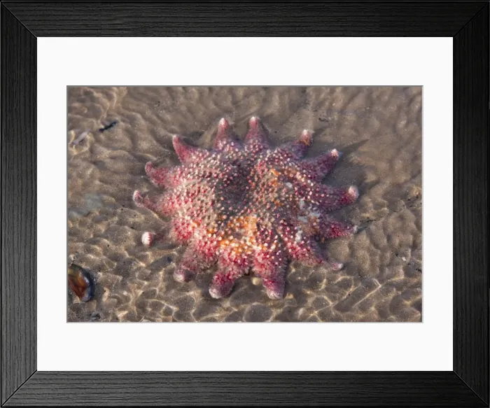 Framed Print : Starfish - Stranded individual on a beach. Norfolk, UK Framed Print : Starfish - Stranded individual on a beach. Norfolk, UK