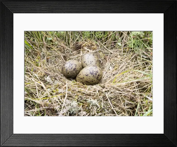 Framed Print : Lesser Black-backed Gull - Nest with three eggs, Suffolk, England, UK Framed Print : Lesser Black-backed Gull - Nest with three eggs, Suffolk, England, UK