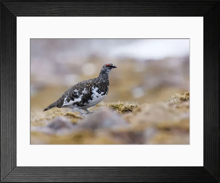 Framed Print : Ptarmigan - adult male in summer plumage, Cairngorms, Scotland, UK Framed Print : Ptarmigan - adult male in summer plumage, Cairngorms, Scotland, UK