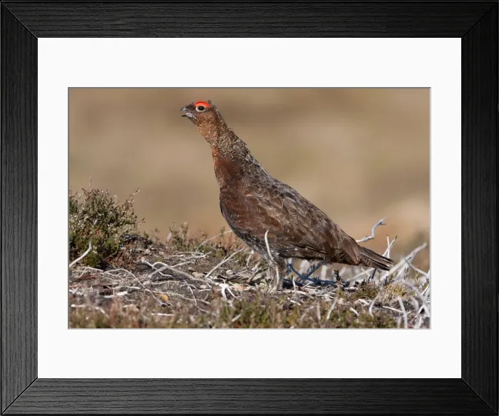 Framed Print : Red grouse - Single adult male calling. Cairngorms, Scotland, UK Framed Print : Red grouse - Single adult male calling. Cairngorms, Scotland, UK