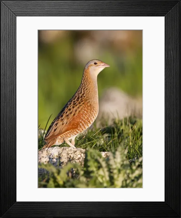 Framed Print : Corncrake - Single adult male standing on rock in the early morning, North Uist, Outer Hebrides, Scotland, UK Framed Print : Corncrake - Single adult male standing on rock in the early morning, North Uist, Outer Hebrides, Scotland, UK