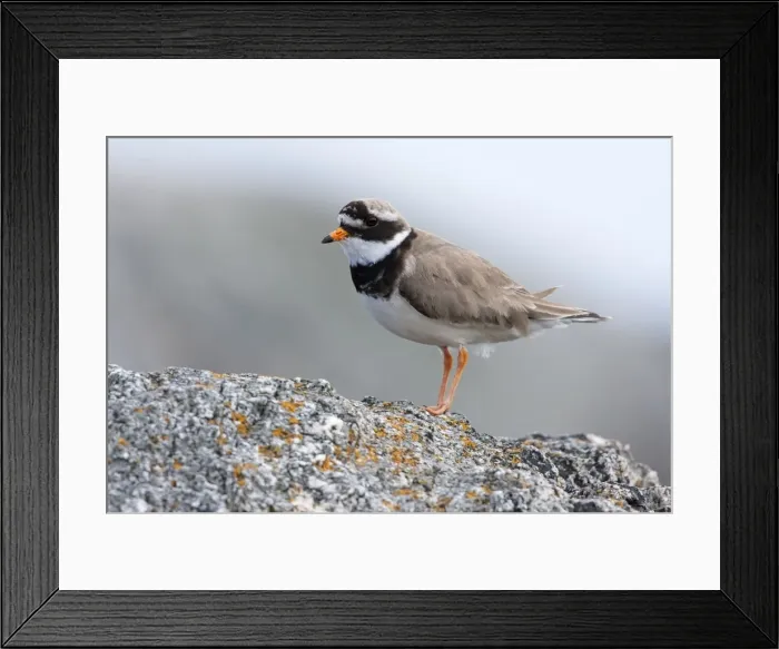 Framed Print : Ringed Plover, - Single adult perching on rock, North Uist, Outer Hebrides, Scotland, UK Framed Print : Ringed Plover, - Single adult perching on rock, North Uist, Outer Hebrides, Scotland, UK