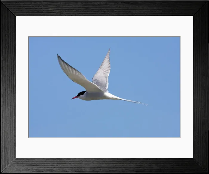 Framed Print : Arctic Tern - Single adult in flight, North Uist, Outer Hebrides, Scotland, UK Framed Print : Arctic Tern - Single adult in flight, North Uist, Outer Hebrides, Scotland, UK