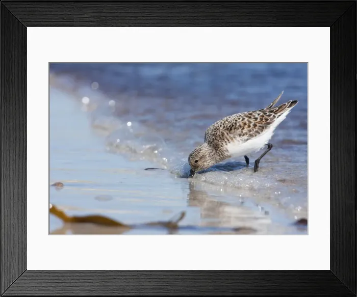 Framed Print : Sanderling - Single adult feeding on the tideline. North Uist, Outer Hebrides, Scotland, UK Framed Print : Sanderling - Single adult feeding on the tideline. North Uist, Outer Hebrides, Scotland, UK