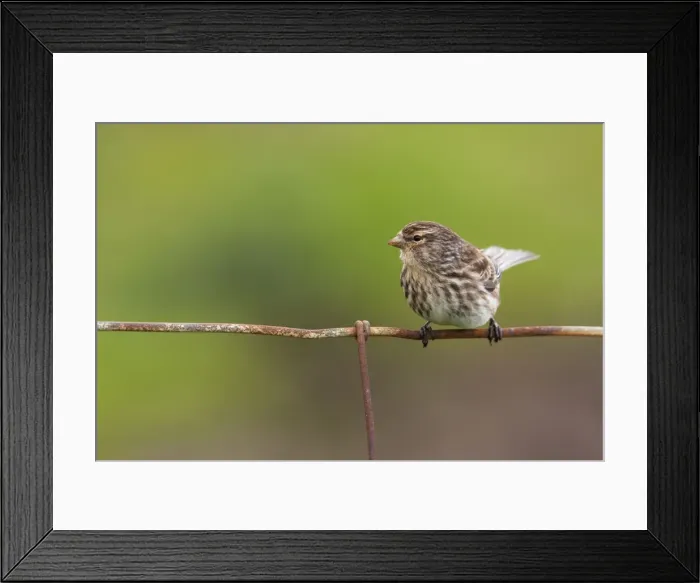 Framed Print : Twite - Single adult perching on fence. North Uist, Outer Hebrides, Scotland, UK Framed Print : Twite - Single adult perching on fence. North Uist, Outer Hebrides, Scotland, UK