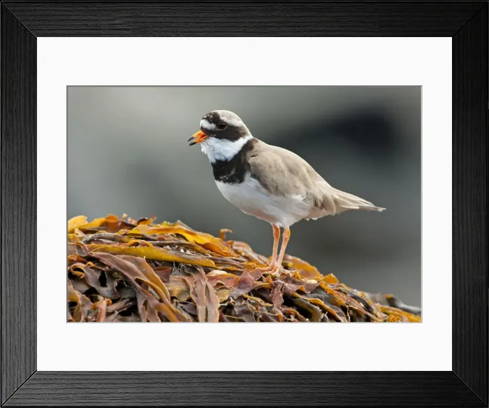 Framed Print : Ringed Plover - Single adult calling from seaweed covered rock, North Uist, Outer Hebrides, Scotland, UK Framed Print : Ringed Plover - Single adult calling from seaweed covered rock, North Uist, Outer Hebrides, Scotland, UK