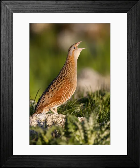 Framed Print : Corncrake - Single adult male calling in the early morning, North Uist, Outer Hebrides, Scotland, UK Framed Print : Corncrake - Single adult male calling in the early morning, North Uist, Outer Hebrides, Scotland, UK