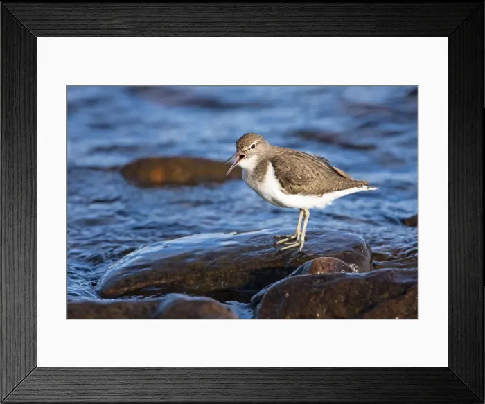 Framed Print : Common Sandpiper - adult calling by edge of lake, Cairngorms, Scotland, UK Framed Print : Common Sandpiper - adult calling by edge of lake, Cairngorms, Scotland, UK