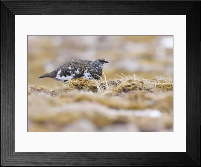 Framed Print : Ptarmigan - Single adult male in summer plumage, Cairngorms, Scotland, UK Framed Print : Ptarmigan - Single adult male in summer plumage, Cairngorms, Scotland, UK