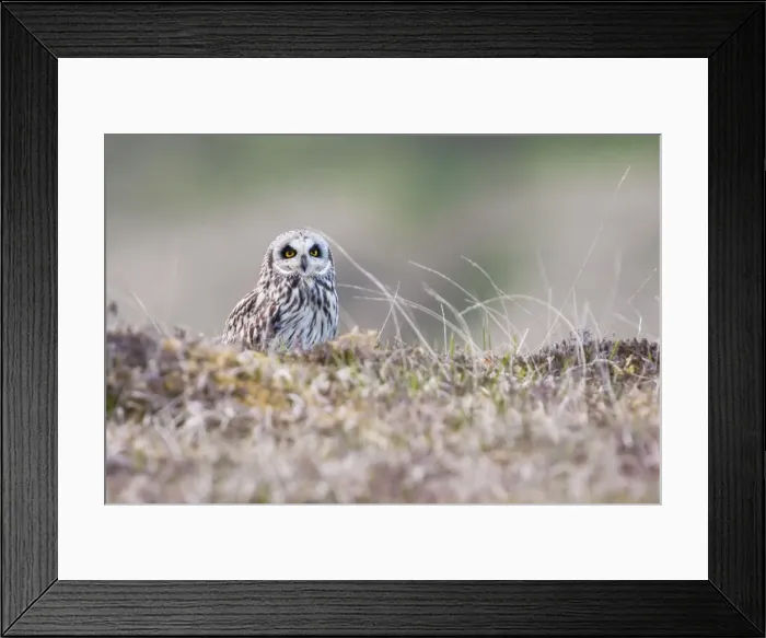 Framed Print : Short-eared owl - Single adult perching on moorland having failed to catch prey, North Uist, Scotland, UK Framed Print : Short-eared owl - Single adult perching on moorland having failed to catch prey, North Uist, Scotland, UK